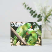 Australian Scaly Breasted Lorikeets Briefkaart (Staand voorkant)