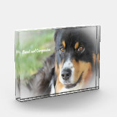 Australian Shepard Dog. Fotoblokken (Links)