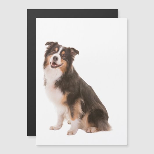 Australian Shepherd (Voorkant / Achterkant)