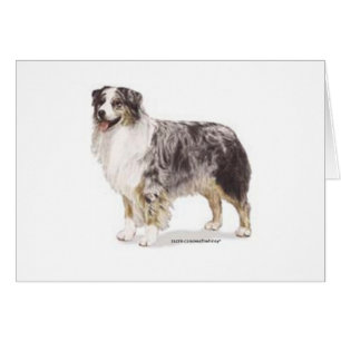 Australian Shepherd