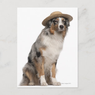 Australian Shepherd (10 maanden oud) met een Briefkaart