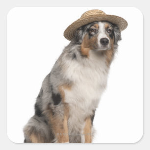 Australian Shepherd (10 maanden oud) met een Vierkante Sticker