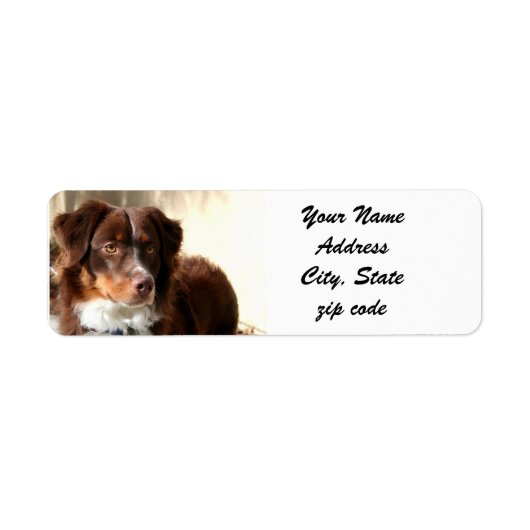 Australian Shepherd Adresetiketten Etiket (Voorkant)