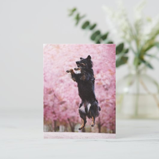 Australian Shepherd and Cherry Blossoms Briefkaart (Staand voorkant)