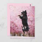 Australian Shepherd and Cherry Blossoms Briefkaart (Voorkant / Achterkant)