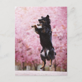 Australian Shepherd and Cherry Blossoms Briefkaart
