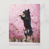 Australian Shepherd and Cherry Blossoms Briefkaart (Voorkant)