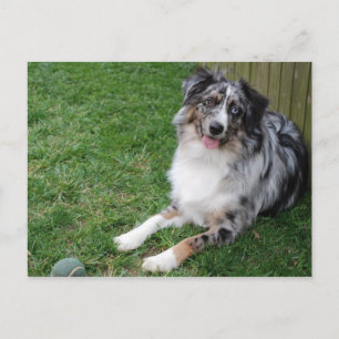 Australian Shepherd Briefkaart