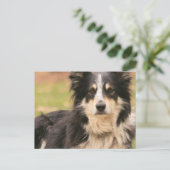 Australian Shepherd Briefkaart (Staand voorkant)
