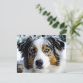 Australian Shepherd Briefkaart (Staand voorkant)