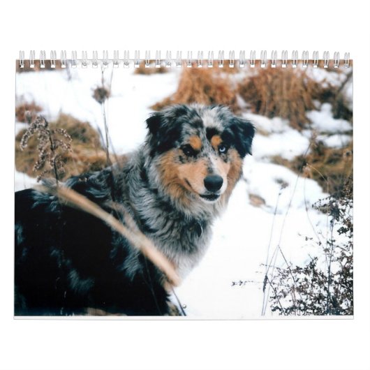 Australian Shepherd Calander Kalender (Hoes)