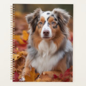 Australian Shepherd dans les feuilles d'automne qu (Devant)