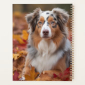 Australian Shepherd dans les feuilles d'automne qu (Dos)