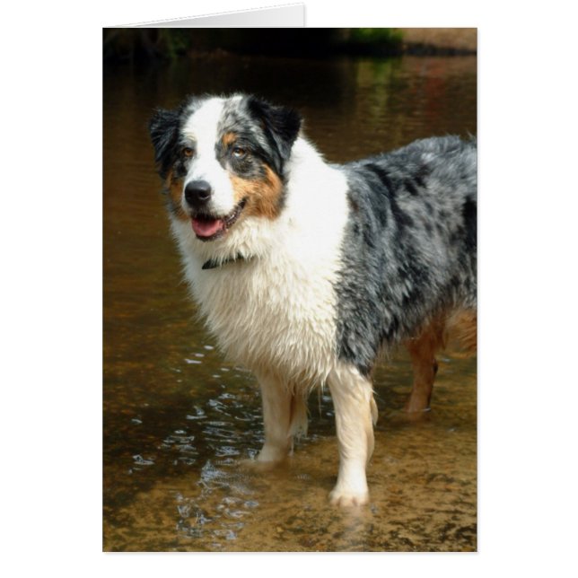 Australian Shepherd Dog (Voorkant)