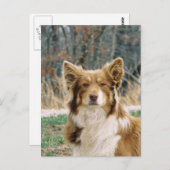 Australian Shepherd Dog Briefkaart (Voorkant / Achterkant)