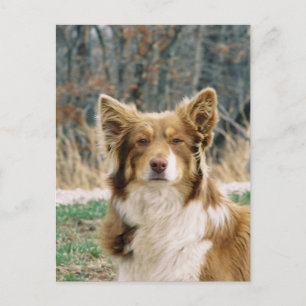 Australian Shepherd Dog Briefkaart