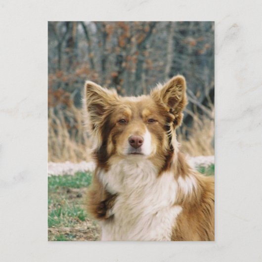 Australian Shepherd Dog Briefkaart (Voorkant)