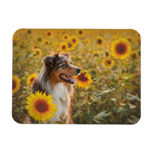 Australian Shepherd en zonnebloemen Magneet