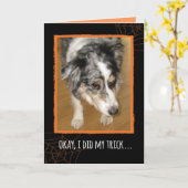 Australian Shepherd Halloween Trick and Trees Kaart (Gele Bloem)