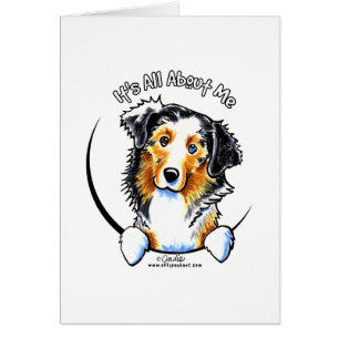 Australian Shepherd IAAM