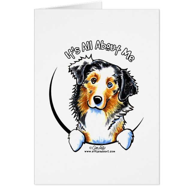 Australian Shepherd IAAM (Devant)