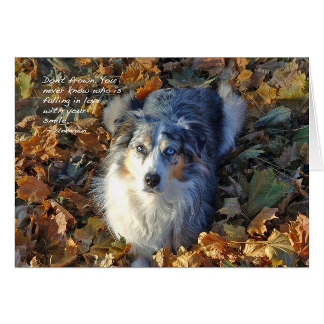 Australian Shepherd in Leaves (Voorkant Horizontaal)