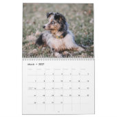 Australian Shepherd Kalender 2026 (Mar 2027)