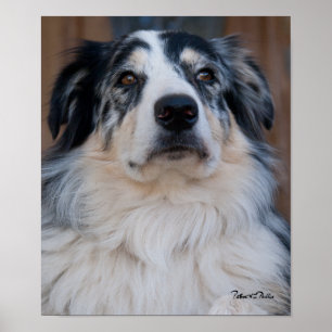 Australian Shepherd Mix close-up foto Poster
