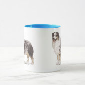 Australian Shepherd Mok (Midden)