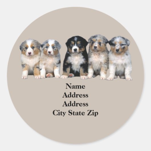 Australian Shepherd Puppies Adreslabel Ronde Sticker (Voorkant)
