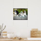 Australian Shepherd Puppies Poster (Keuken)