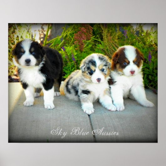Australian Shepherd Puppies Poster (Voorkant)