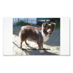 australian shepherd red tri liefde met foto afdruk