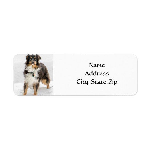 * AUSTRALIAN SHEPHERD* RETURN ADRES ETIKET (Voorkant)