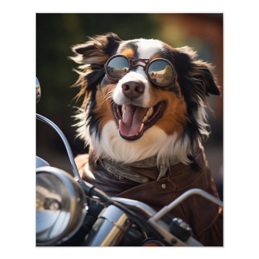 Australian Shepherd riding a motorcycle - Poster (Devant)