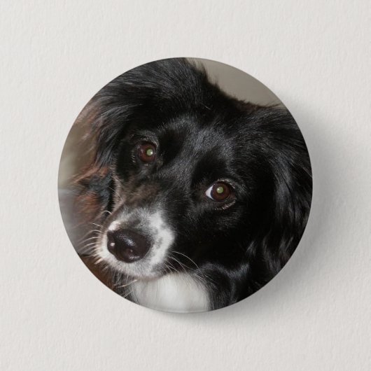 Australian Shepherd Ronde Button 5,7 Cm (Voorkant)