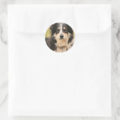 Australian Shepherd Sticker (Tas)