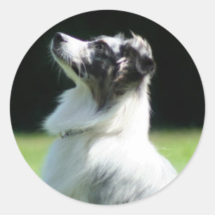 Australian Shepherd stickers