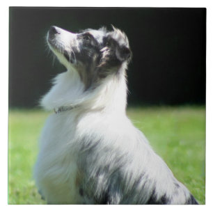 Australian Shepherd Tegeltje
