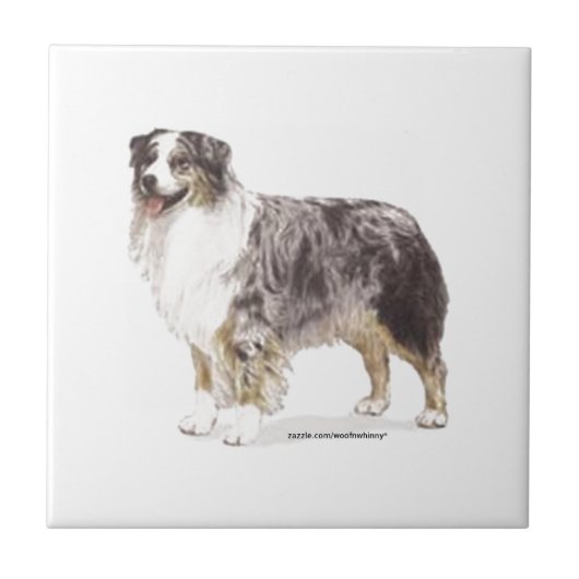 Australian Shepherd Tegeltje (Voorkant)