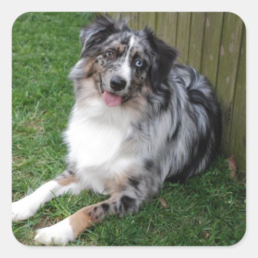 Australian Shepherd Vierkante Sticker (Voorkant)