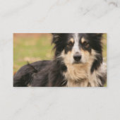 Australian Shepherd Visitekaartje (Achterkant)