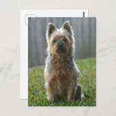 Australian Silky Terrier Briefkaart (Voorkant / Achterkant)