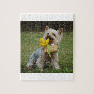 Australian Silky Terrier Dog Legpuzzel