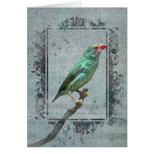 Australian Star Finch sur la musique