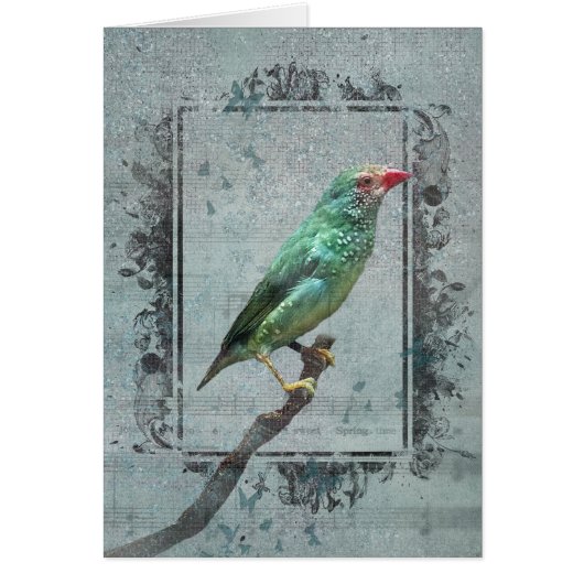 Australian Star Finch sur la musique (Devant)