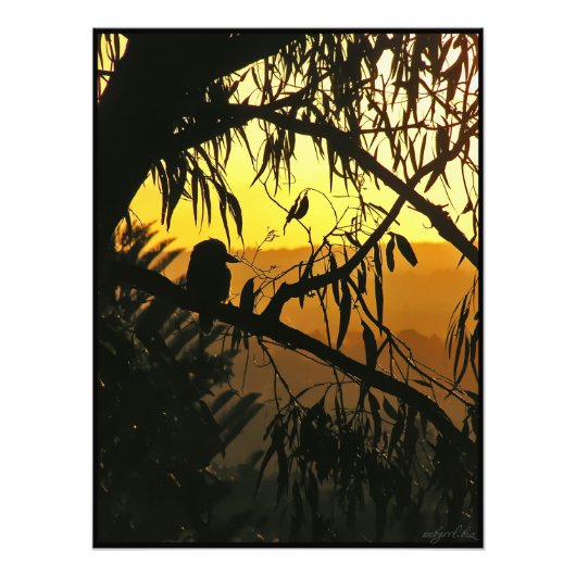 Australian Sunset Kookaburra Silhouette Foto Afdruk (Voorkant)