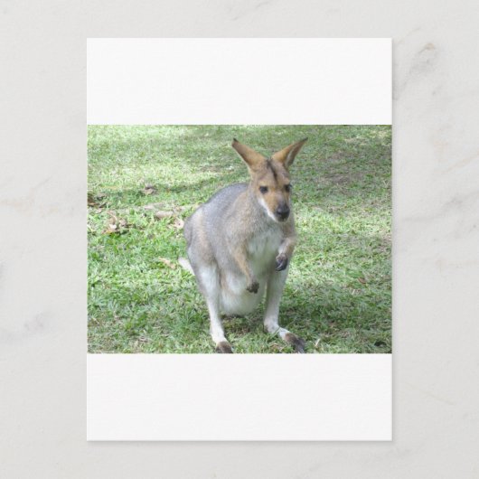Australian Wallaby Briefkaart (Voorkant)