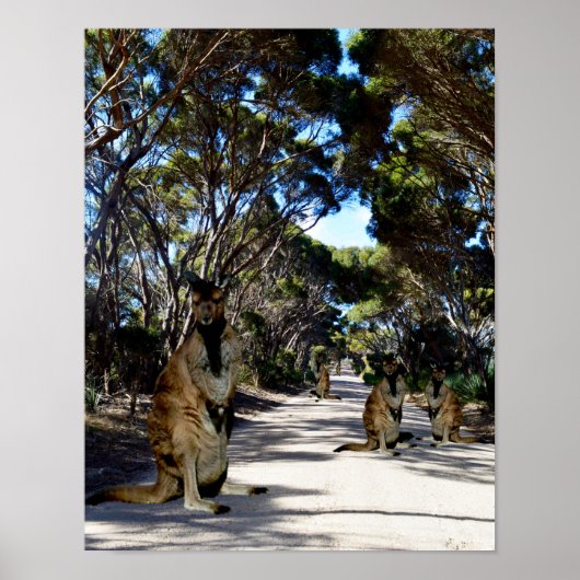 Australian Wallaby On Road, Poster (Devant)