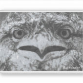 Australian Wildlife, Nature's Curmudgeon, Animal Sticker (Voorkant)